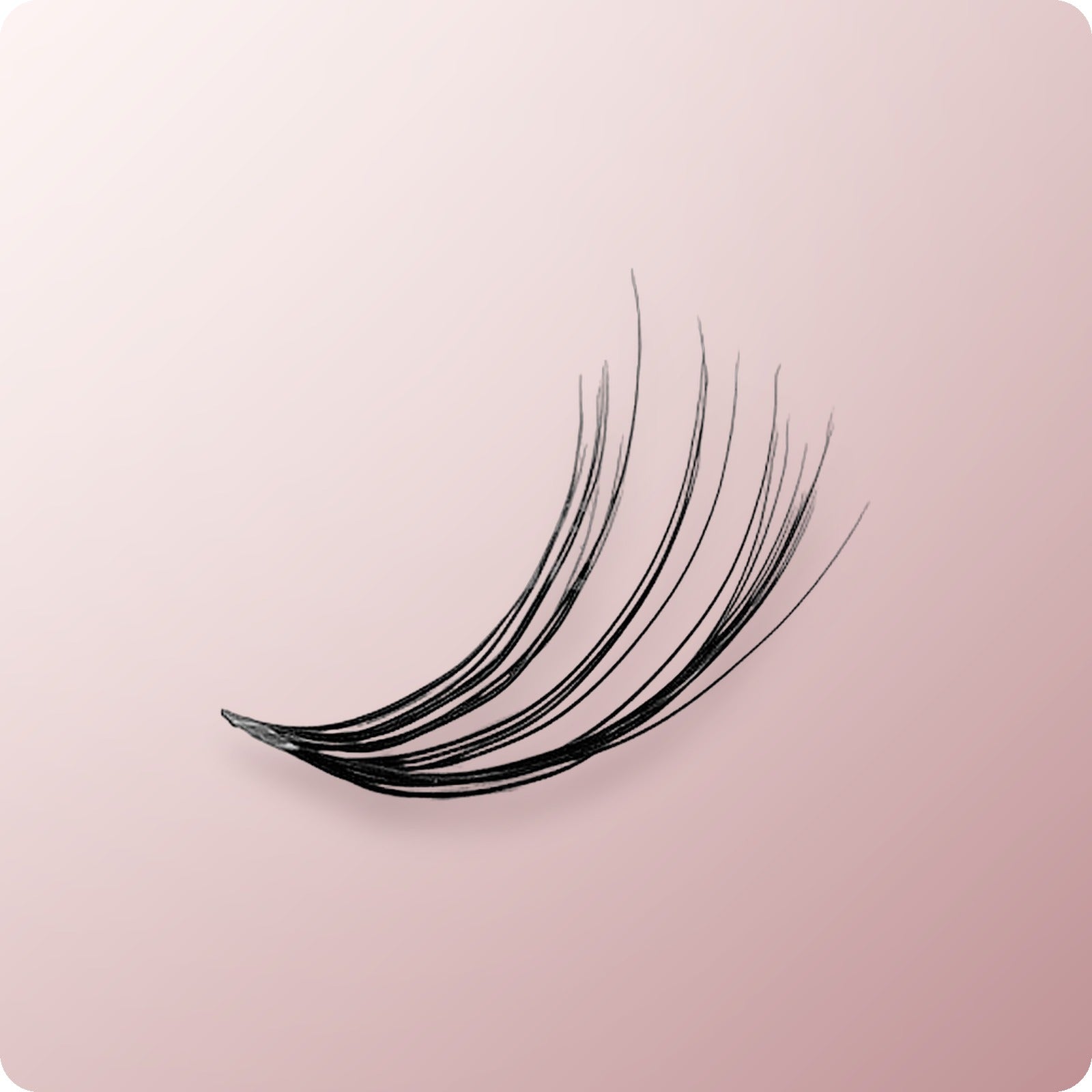 LASH 20 Hairs Knot Free Lashes MEDIUM Single Tray